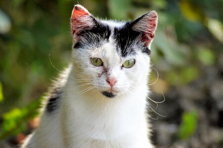 Sweet white animal