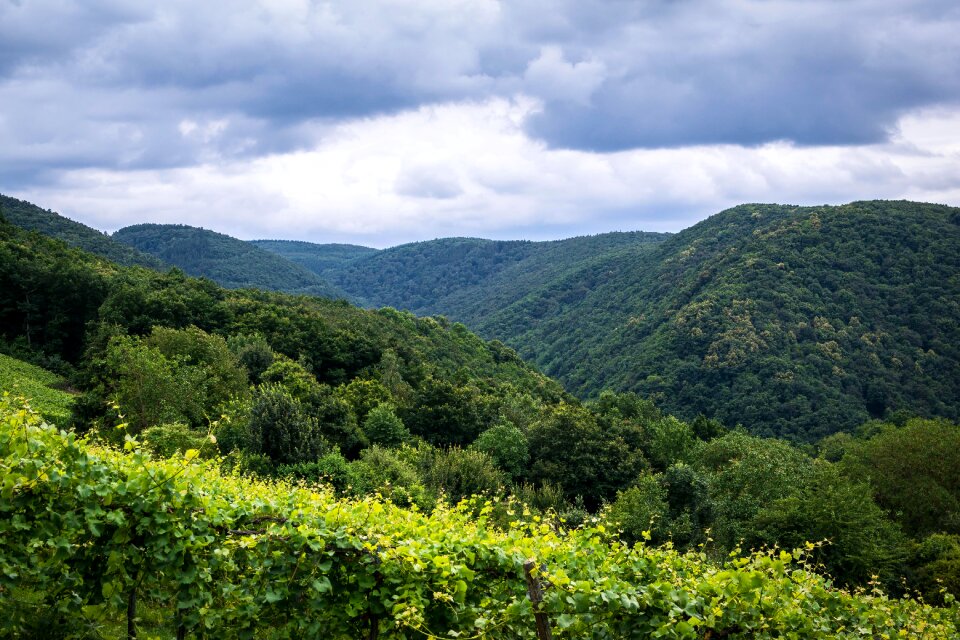 Ahr valley winegrowing wine