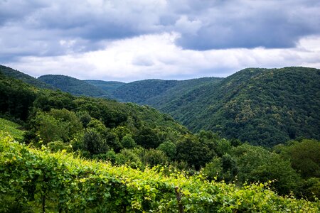 Ahr valley winegrowing wine