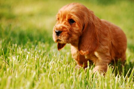 Gold cocker spaniel english cocker spaniel photo