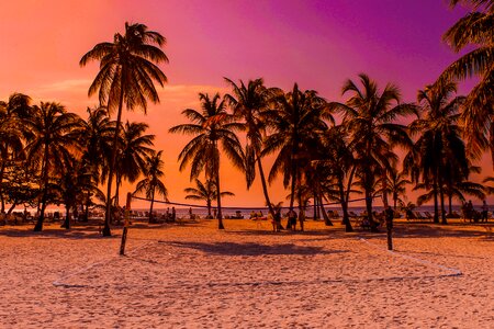 Vacations sea palm trees photo