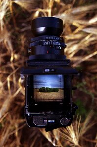 Agriculture crop plant photo