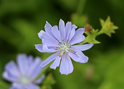 Wild herbs common chicory flowers of the field