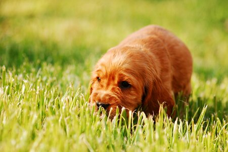 Gold cocker spaniel english cocker spaniel