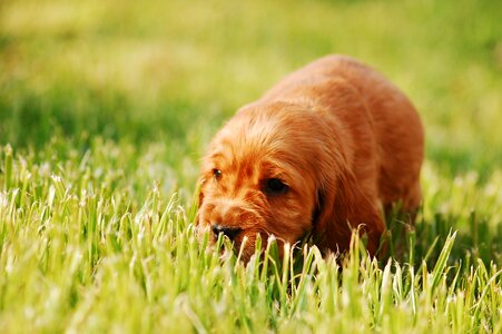 Gold cocker spaniel english cocker spaniel photo