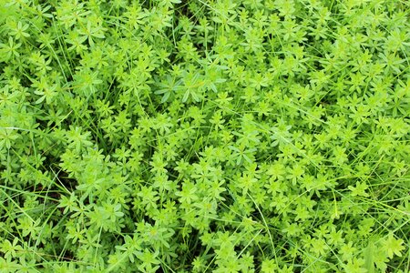 Nature fouling garden