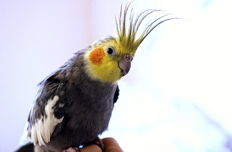 Colorful exotic yellow