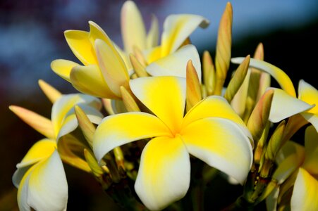 Flower flowers golden yellow