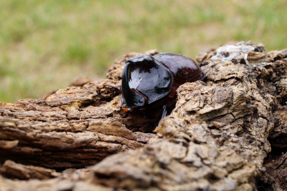 Green brown male