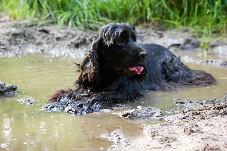 Spaniel cocker spaniel cocker spaniel english