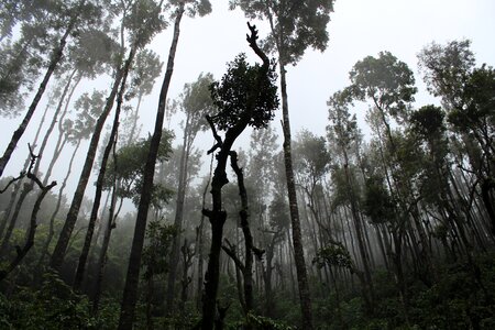 Nature outdoors rainforest