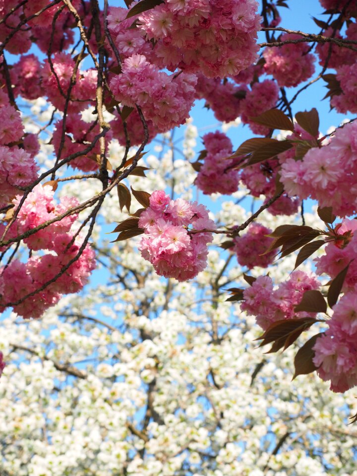 Blossom bloom japanese flowering cherry