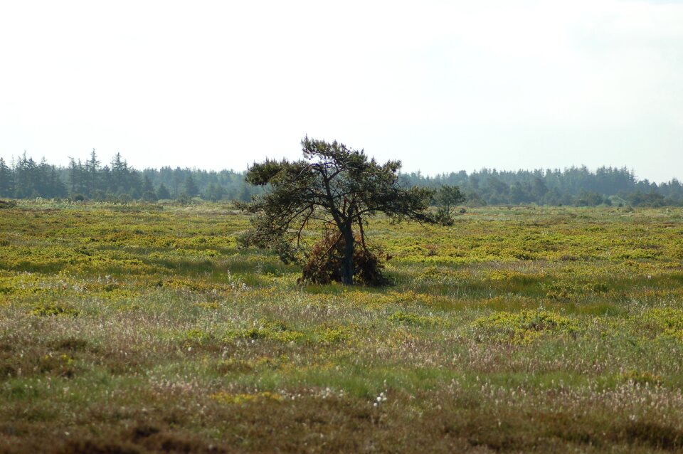 Heath pine landscape