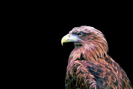 Bird of prey raptor isolated photo