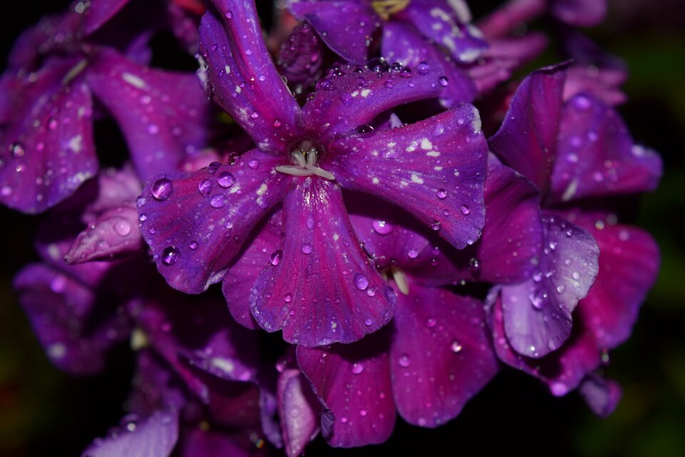 Purple violet background
