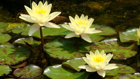 Yellow flower pond