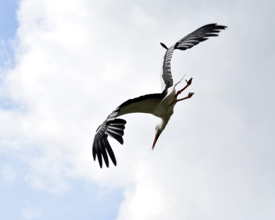 Bird sky flight
