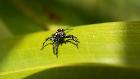 Nature armenia quindio