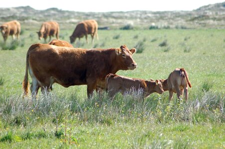 Calf eng natural photo