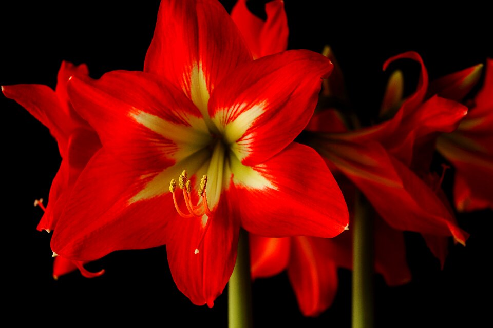 Bloom red amaryllis plant