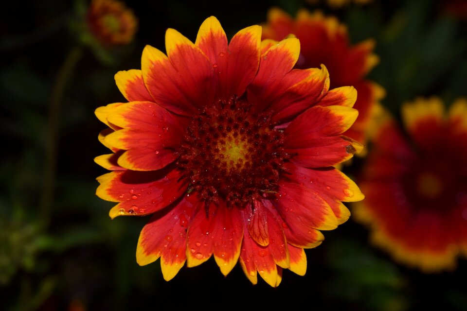 Flower orange yellow