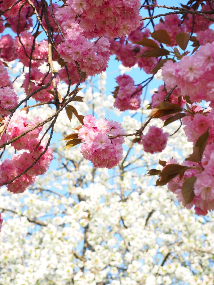 Blossom bloom japanese flowering cherry