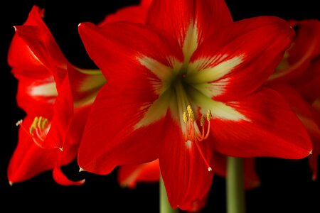 Bloom red amaryllis plant