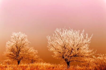 Frost hoarfrost fog photo