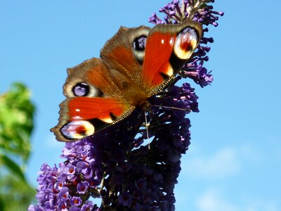 Colorful iridescent butterfly bush