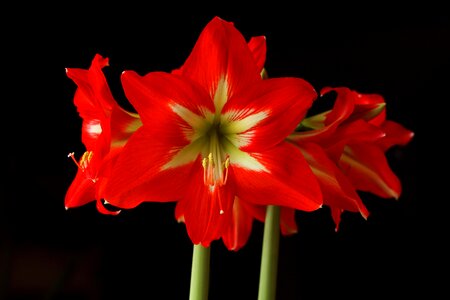Bloom red amaryllis plant
