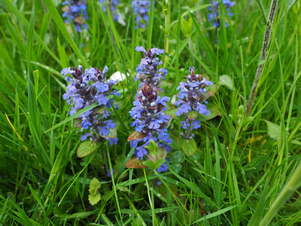 Bugle ajuga lamiaceae