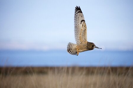 Ornithology nature 4k wallpaper
