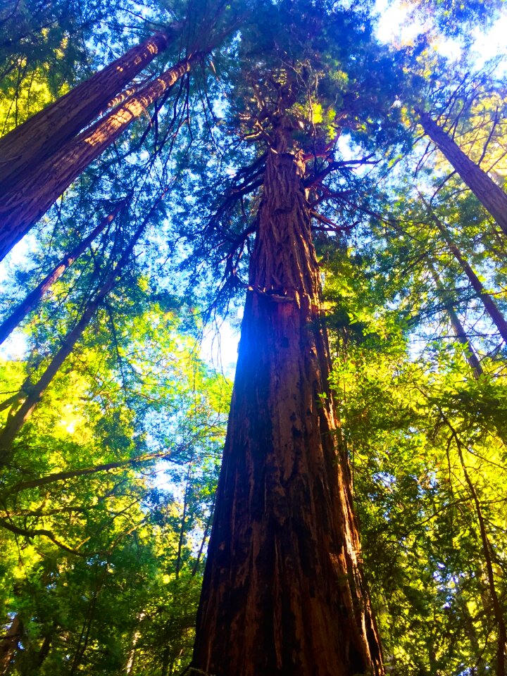 Forest redwoods trees