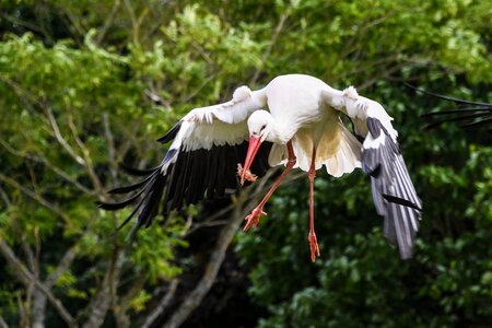 Bird green flight photo