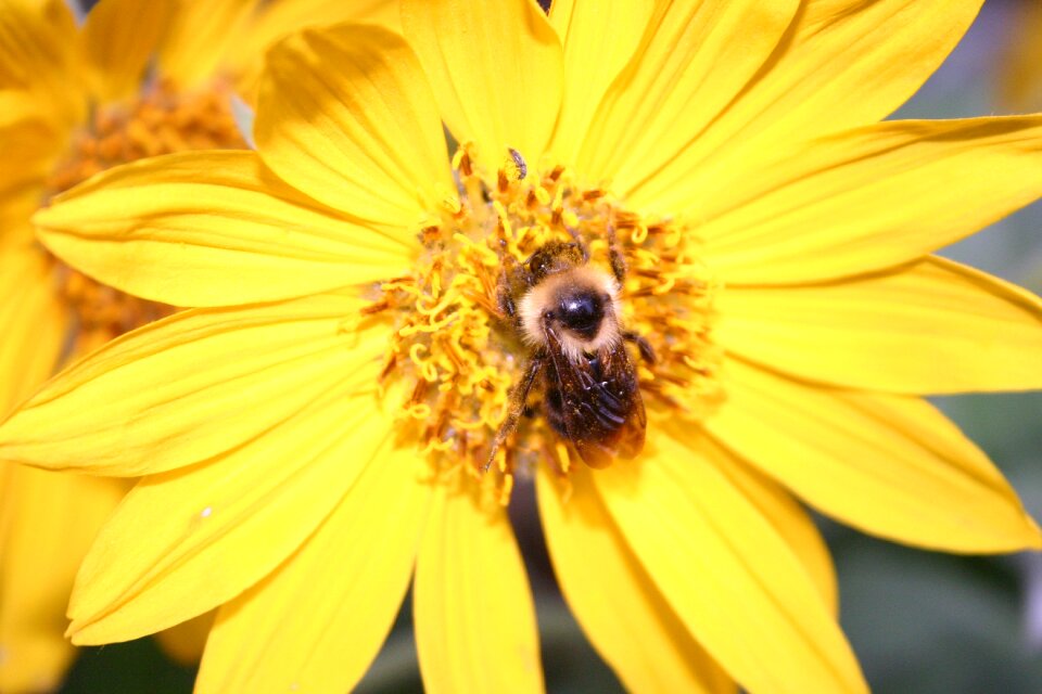 Summer yellow flower yellow summer
