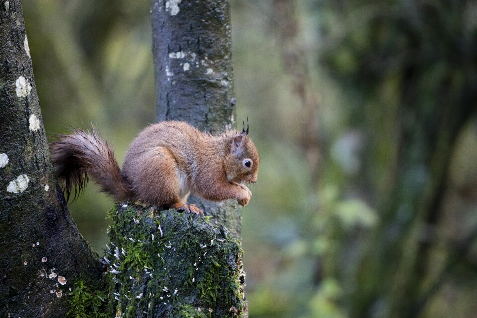Sciurus vulgaris cute