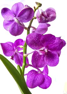 Tropics blossom bloom