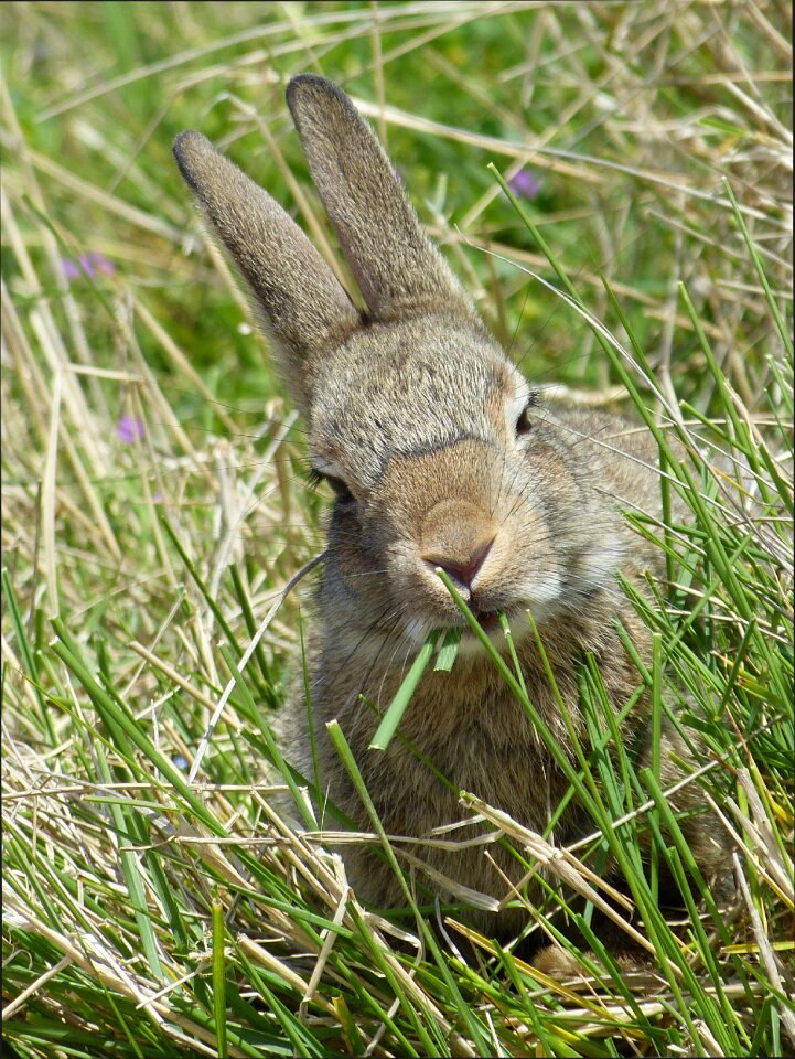 Wild rabbits rabbit nager
