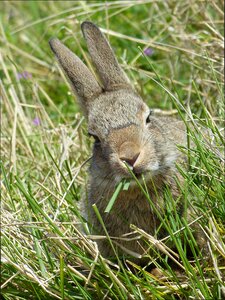 Wild rabbits rabbit nager
