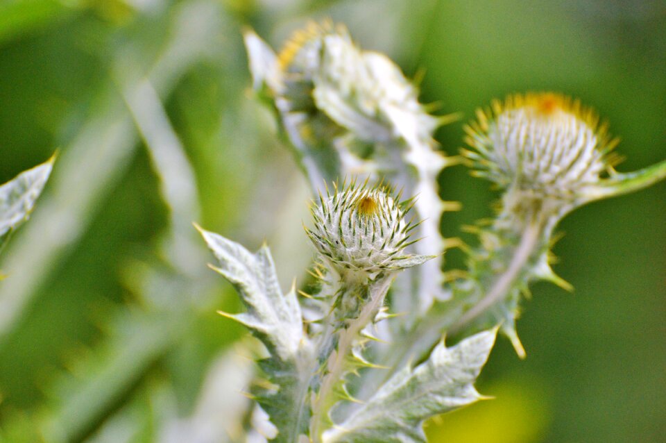 Flower prickly silver