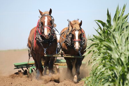 Historic amish history