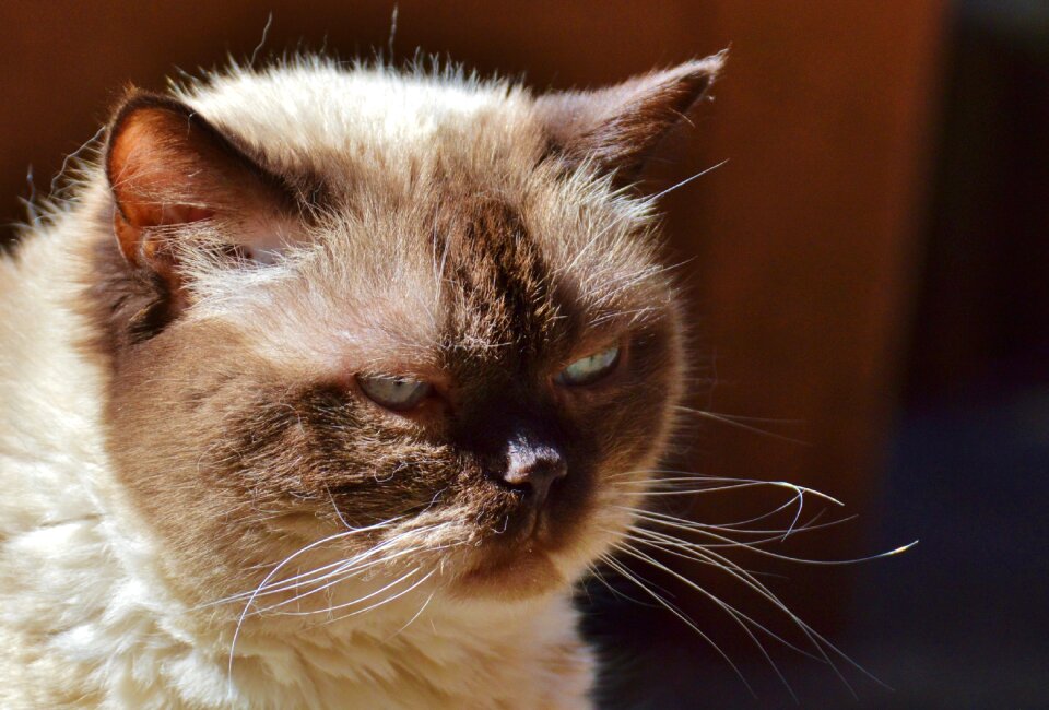 British shorthair mieze sweet