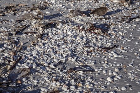 Beach scallop washed photo