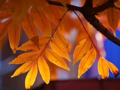 Huang green orange