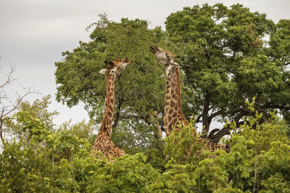 Africa animals natural