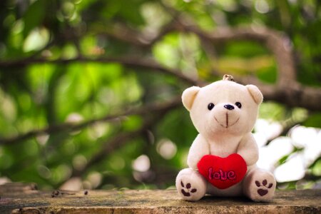 Teddy bokeh love