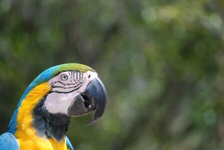 Bird nature animal