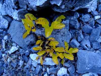 Quelques feuilles jaunes sur les pierres grises 