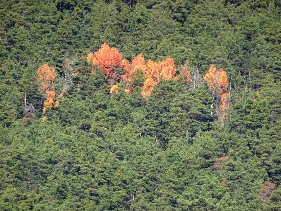 Contraste vert et orange 