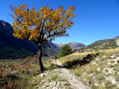Le sentier frôle un arbre qui éclabousse de jaune le ciel … 